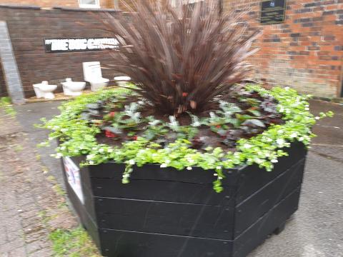 One of our newly planted Octogons